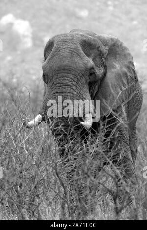 Elephant. Loxodonta Africana. Black and white studies Stock Photo