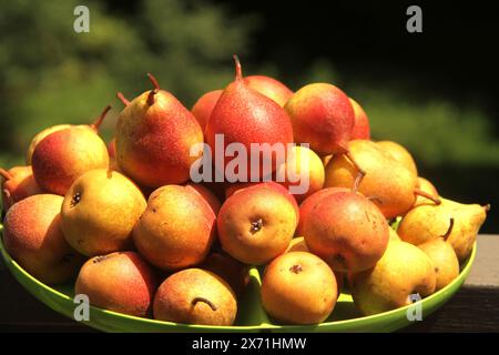 Organic pears harvested in late summer Stock Photo
