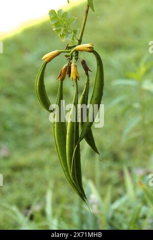 Close-up of Trumpet vine seed pods Stock Photo - Alamy