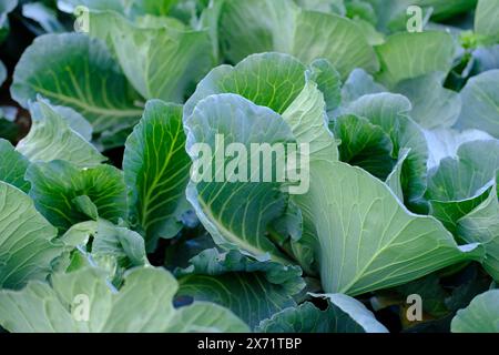 closeup young cabbage plants, Brassica oleracea, green fields of ripening agro culture, agricultural concept, environmentally friendly plants, vegetab Stock Photo