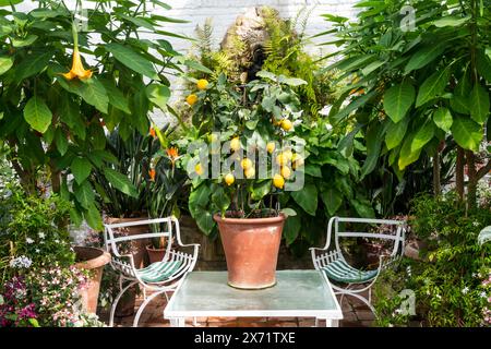 Chairs and table set up in a conservatory or glasshouse with a lemon bush growing in a pot on the table. Stock Photo