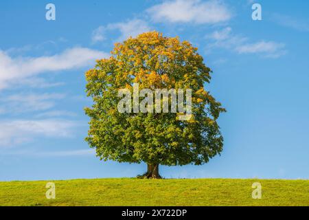 Eine Ahorn im Herbst Ein Ahornbaum steht als Einzelbaum auf einer Wiese im Herbst *** A maple tree in the fall A maple tree stands as a single tree in Stock Photo