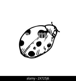 Vector cute ladybug or ladybird. Hand painted linear insects. Graphic clipart isolated on background. Botanical and wedding illustration. For designer Stock Vector