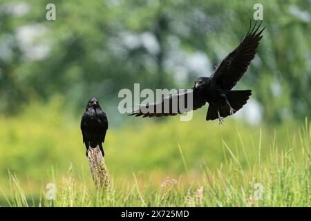 carrion crow, Corvus corone Stock Photo