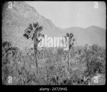 Micos tampico Division, Mexican Central Railway, Left section of a two-part panorama, right section not in collection., Probably commissioned by Mexican Central Railway, 1891., '6083-2-L' on negative., Detroit Publishing Co. no. 01600., Detroit Publishing Co. panorama no. 06083., Gift; State Historical Society of Colorado; 1949,  Palms. , Mexico, Micos. Stock Photo