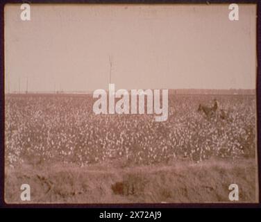 Cotton fields at Dahomey, Miss., Listed in Catalogue of the W.H. Jackson Views (1898)., Mounted back to back with '01573. Cotton Gin at Dahomey.' May have been part of an album., 'Detroit Photographic Co.', '493' on print at right, this is catalog number of a cropped portion of this image listed in Catalogue of the W.H. Jackson Views (1898)., Detroit Publishing Co. no. 01574., Gift; State Historical Society of Colorado; 1949,  Cotton. , United States, Mississippi, Dahomey. Stock Photo