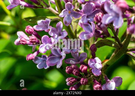 Common Lilac Syringa vulgaris blooming with violet-purple double flowers surrounded with green leaves in spring. Stock Photo