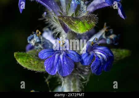 A closeup shot of blue flowers of Ajuga reptans Atropurpurea in spring . Stock Photo