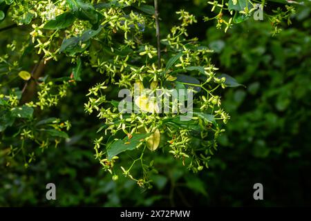 Flowering European spindle tree, Euonymus europaeus, flowering plant. Stock Photo