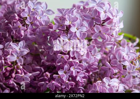 Common Lilac Syringa vulgaris blooming with violet-purple double flowers surrounded with green leaves in spring. Stock Photo