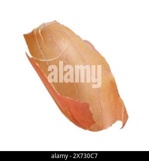 Seed coat of peanut isolated on white Stock Photo - Alamy