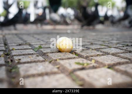 Broken pigeon egg in the city park with blurry pigeons  background. Stock Photo