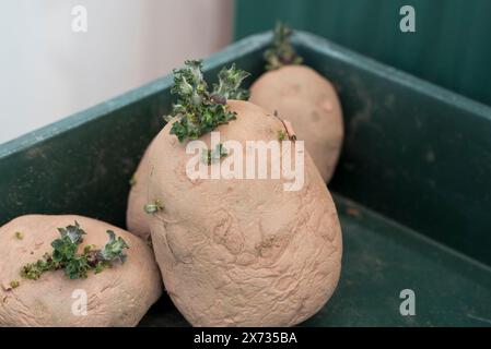 Swift, first early seed potatoes chitting in a tray Stock Photo