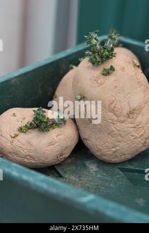 Swift, first early seed potatoes chitting in a tray Stock Photo