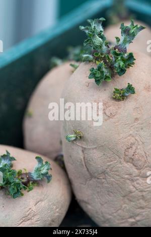 Swift, first early seed potatoes chitting in a tray Stock Photo