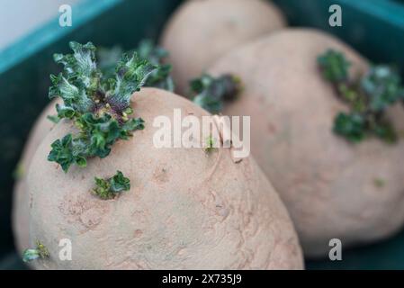 Swift, first early seed potatoes chitting in a tray Stock Photo