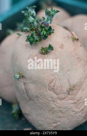 Swift, first early seed potatoes chitting in a tray Stock Photo