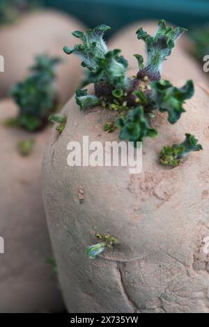 Swift, first early seed potatoes chitting in a tray Stock Photo