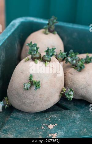 Swift, first early seed potatoes chitting in a tray Stock Photo