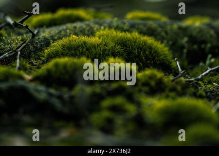 Close look to the magical forest early morning with fantasy mood and fresh breeze in the north of Bohemia. Stock Photo