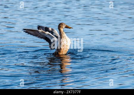 A female Shoveler duck, Leighton Moss, Carnforth, Lancashire, UK. Stock Photo