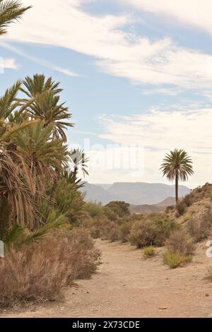 Desert landscape with a dirt path lined by palm trees, dry shrubs, and distant mountains under a partly cloudy sky, highlighting the serene and arid Stock Photo