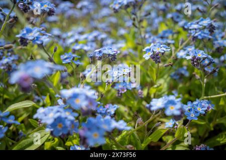 flowers of forget-me-not in the garden Stock Photo