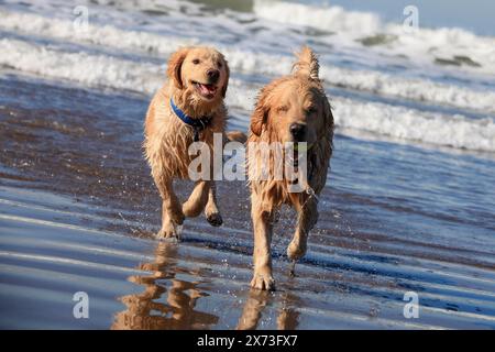 golden retrievers playing in the ocean and running on the beach Stock Photo