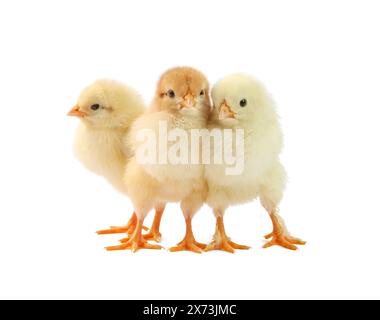 Cute chicks isolated on white. Baby animals Stock Photo