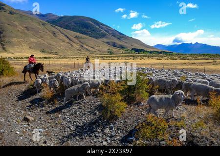 El Calafate, Patagonia, Argentina - Gauchos on horseback drive a flock of sheep through the Patagonian pampas in front of a mountainous landscape, the Stock Photo