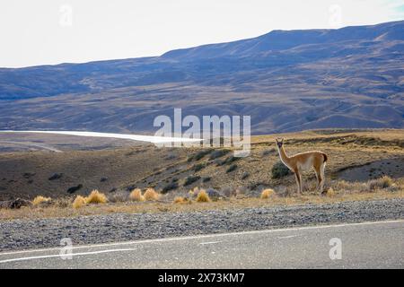 El Calafate, Patagonia, Argentina - Guanacos along the little-traveled road between El Calafate and El Chaltén. The guanaco, also known as the huanaco Stock Photo