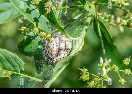 Spindle ermine moth caterpillars (Yponomeuta cagnagella) in silken tented webs on spindle trees  - Yponomeuta cagnagella Stock Photo