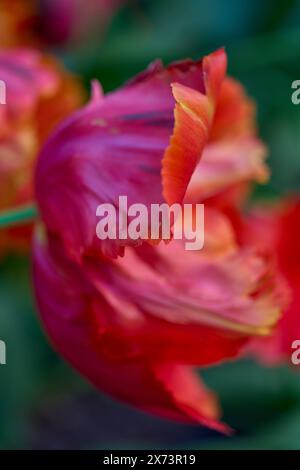 close-up of a red fading tulip with a view of the fruit node and the ...