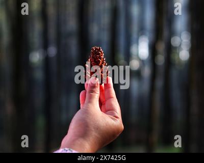 human hand holding pine cone in pine forest Stock Photo