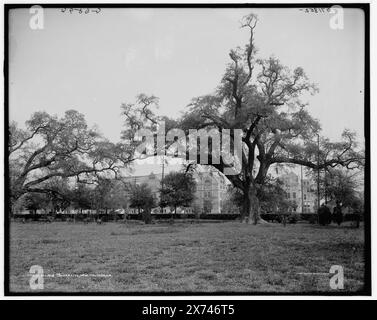 Tulane University, New Orleans, La., 'G 6894' on negative., Detroit Publishing Co. no. 071852., Gift; State Historical Society of Colorado; 1949,  Universities & colleges. , United States, Louisiana, New Orleans. Stock Photo