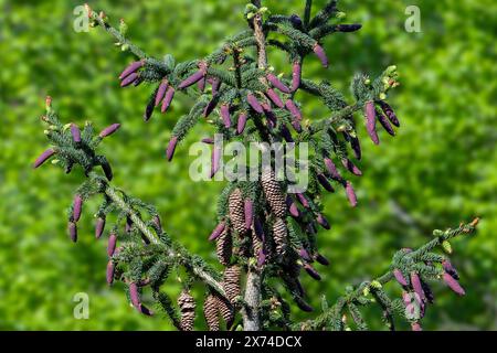 Norway spruce / European spruce (Picea abies) showing evergreen leaves and young red cones and mature seed cones in spring in forest Stock Photo
