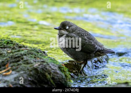 White-throated dipper / Central European dipper (Cinclus cinclus aquaticus) blinking juvenile showing feathered white eyelid in stream / river Stock Photo