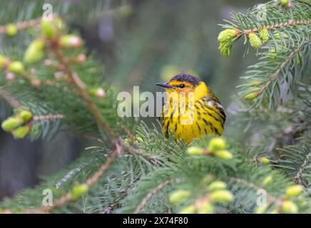 Cape may warbler perched on branch in spring in Ottawa, Canada Stock Photo