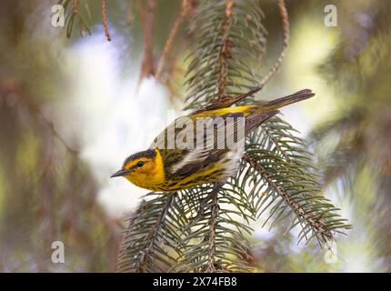 Cape may warbler perched on branch in spring in Ottawa, Canada Stock Photo