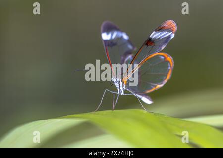 Glasswing butterfly (Greta oto) is a species of brush-footed butterfly and member of the subfamily Danainae, tribe Ithomiini, and subtribe Godyridina. Stock Photo