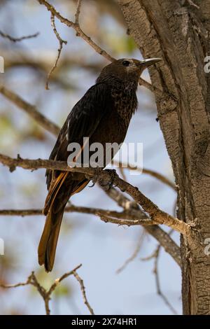 A Tristram's starling perching on a tree branch in southern Israel. Stock Photo