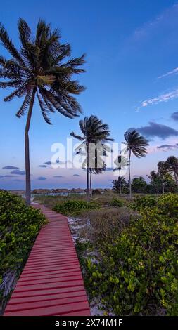 Entrance to the beach to the ocean along a wooden boardwalk surrounded by palm trees at sunset in the evening. Tropical seascape photography in Stock Photo