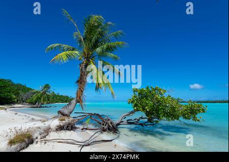 Scenic view of an idylllic sandy beach with palmtrees and turquoise water, Maupiti Island, French Polynesia Stock Photo