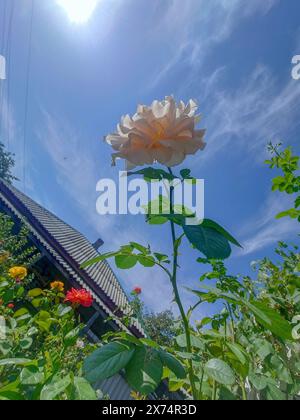 Stunning White Rose with Blue Sky Background. Stock Photo