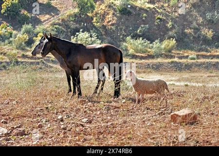 Andalusian, Andalusian horse, Antequerra, Andalusia, Spain, herd with sheep Stock Photo