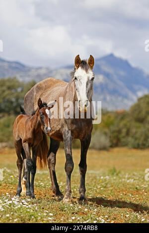 Andalusian, Andalusian horse, Antequera, Andalusia, Spain, mare with foal Stock Photo