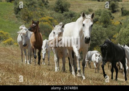 Andalusian, Andalusian horse, Antequerra, Andalusia, Spain, herd Stock Photo