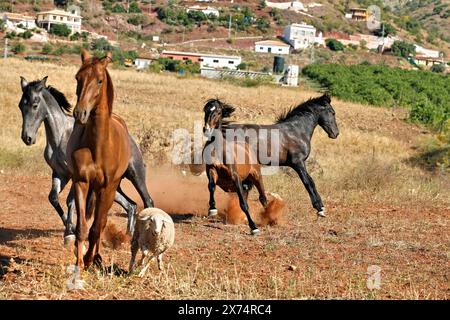 Andalusian, Andalusian horse, Antequerra, Andalusia, Spain, herd with sheep Stock Photo