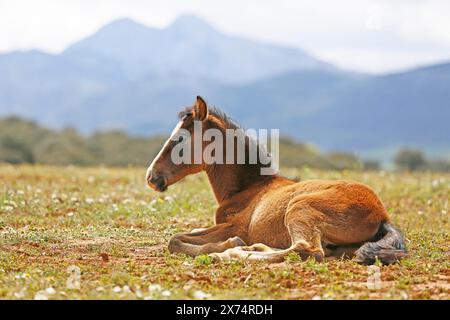 Andalusian, Andalusian horse, Antequera, Andalusia, Spain, foal Stock Photo