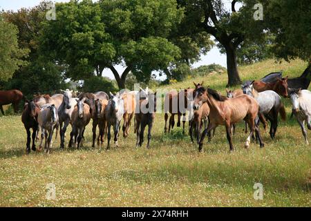 Andalusian, Andalusian horse, Antequerra, Andalusia, Spain, herd with foal Stock Photo